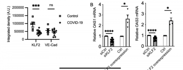 KLF2 is downregulated in SARS-CoV-2 lungs